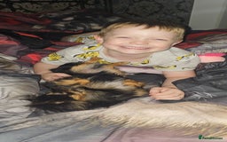 Pomchi dogs for sale: Pomchi female 2 years old  - Image 6