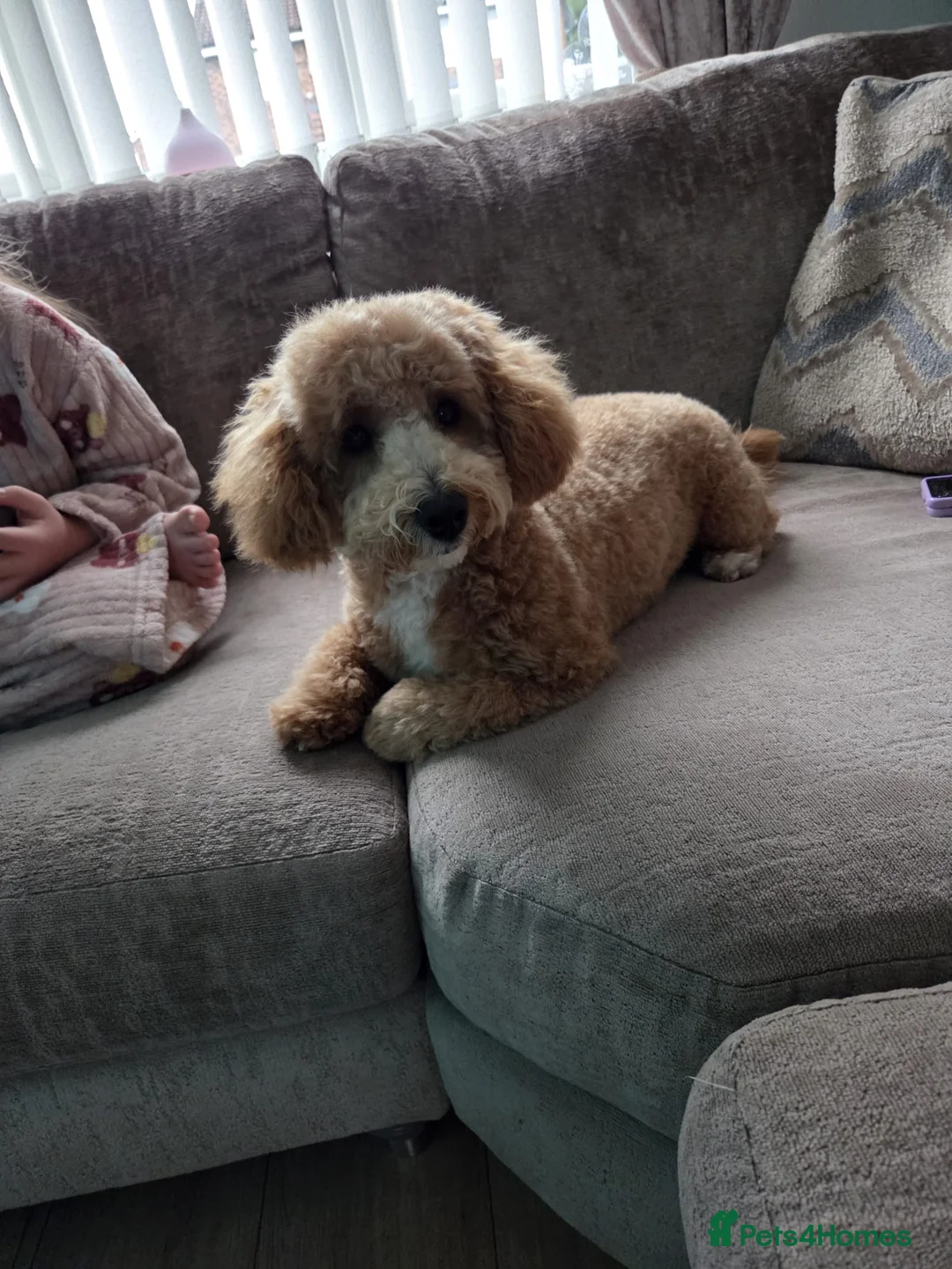 Cockapoo dogs for sale: Cocapoo 9 months old - Advert 1