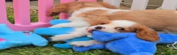Cavalier King Charles Spaniel dogs for sale: Cavalier King Charles Spaniel Puppies Available - Advert 8