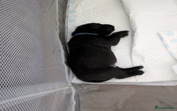 Mixed Breed dogs for sale: Beautiful Labrador x Staffys - Image 13