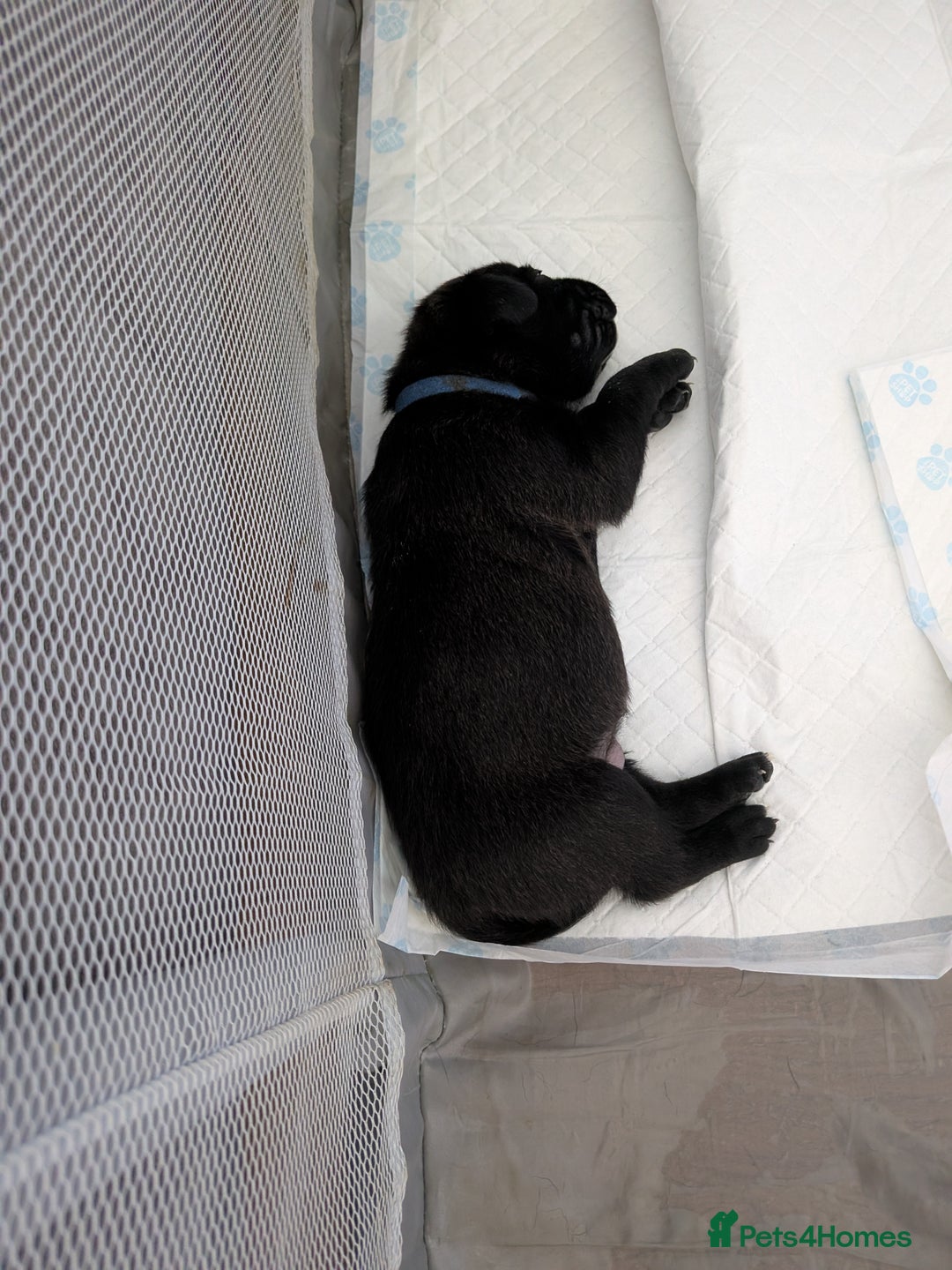 Mixed Breed dogs for sale: Beautiful Labrador x Staffys - Image 13