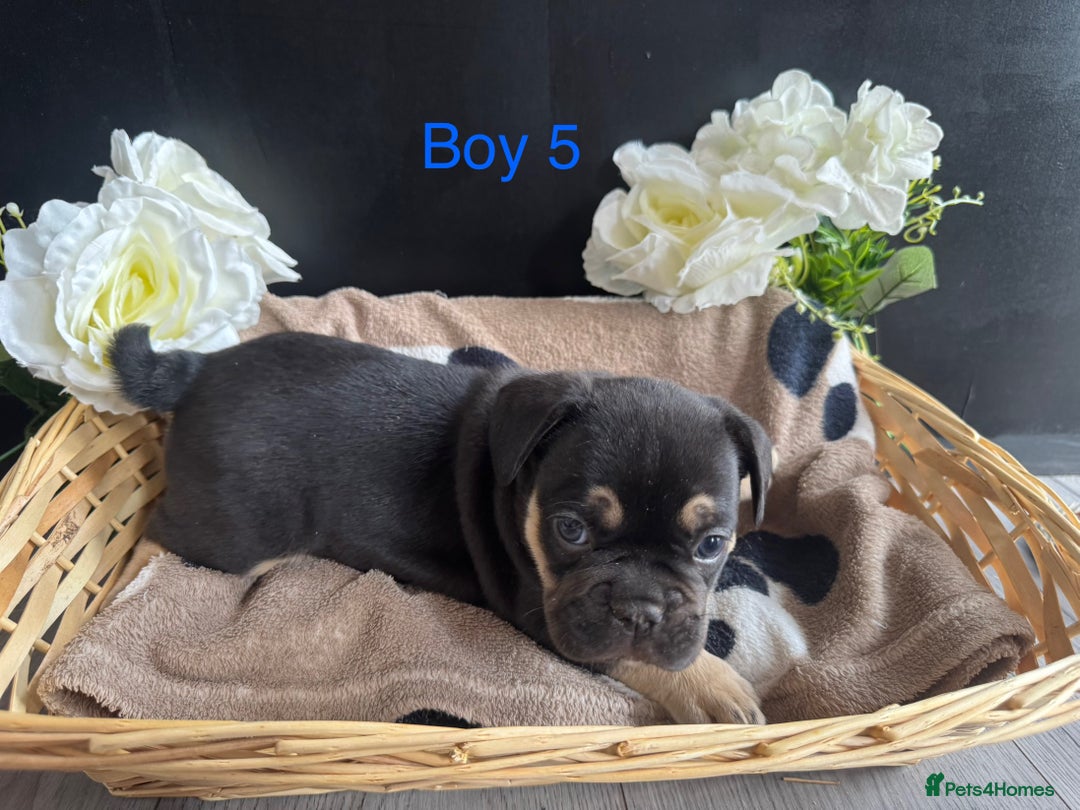 English Bulldog dogs for sale: Outstanding English, bulldog puppies - Image 10