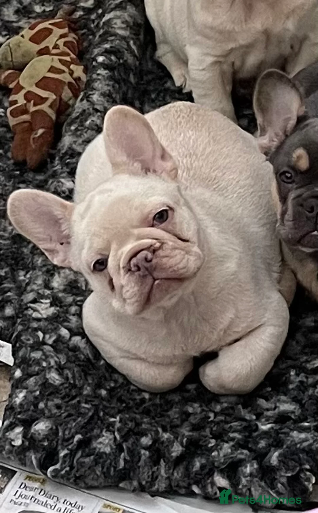 French Bulldog dogs for sale: KC REGISTERED QUALITY FRENCH BULLDOG PUPPIES  - Advert 39