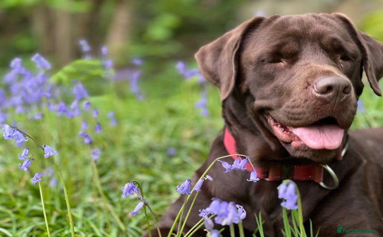 Labrador Retriever dogs - Advert 1