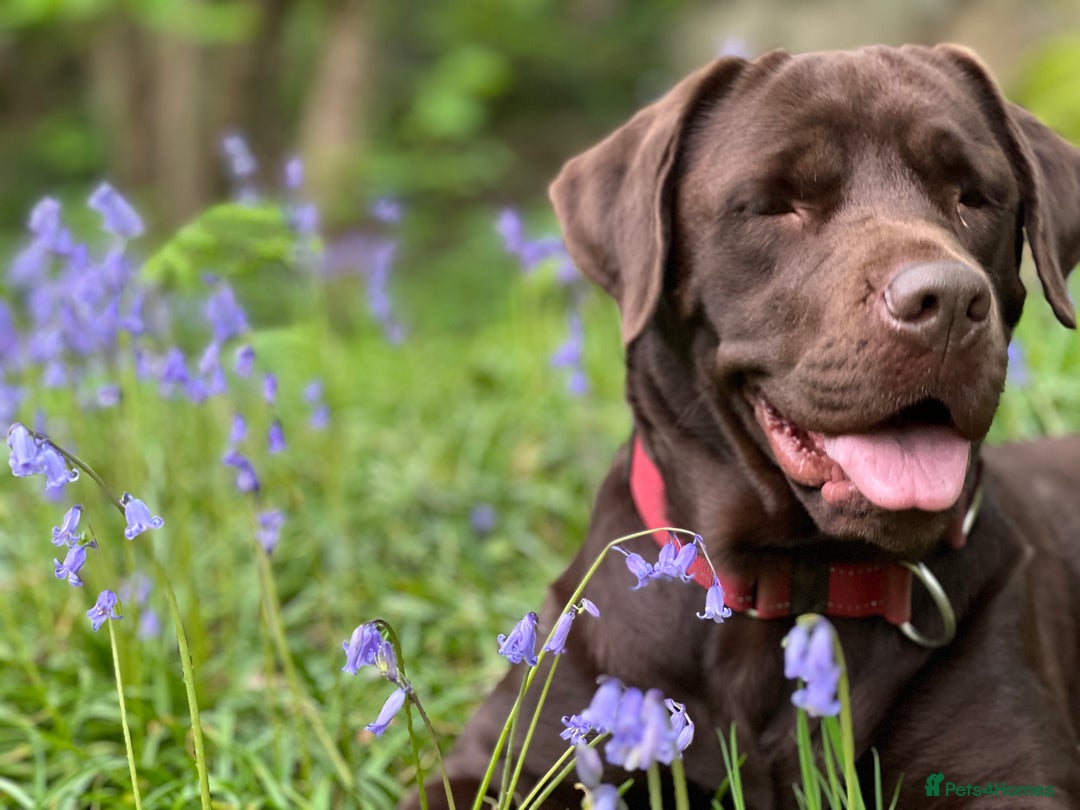 Labrador Retriever dogs for sale: Bailey May - Image 1