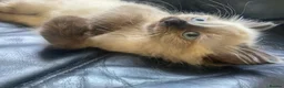 Ragdoll cats for sale: Chocolate minx female ragdoll - Advert 2