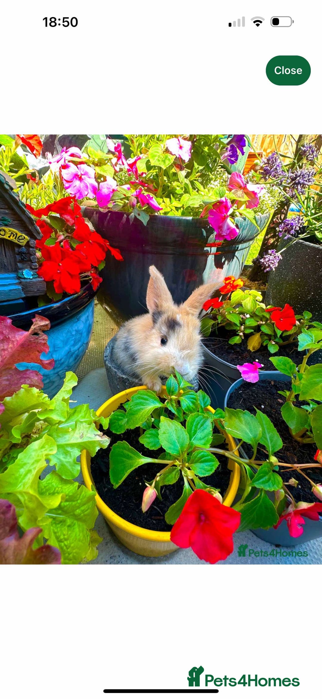 Dwarf Lop rabbits for sale: 2 rabbits left - Image 1