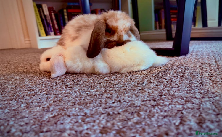 Mini Lop rabbits - Advert 1
