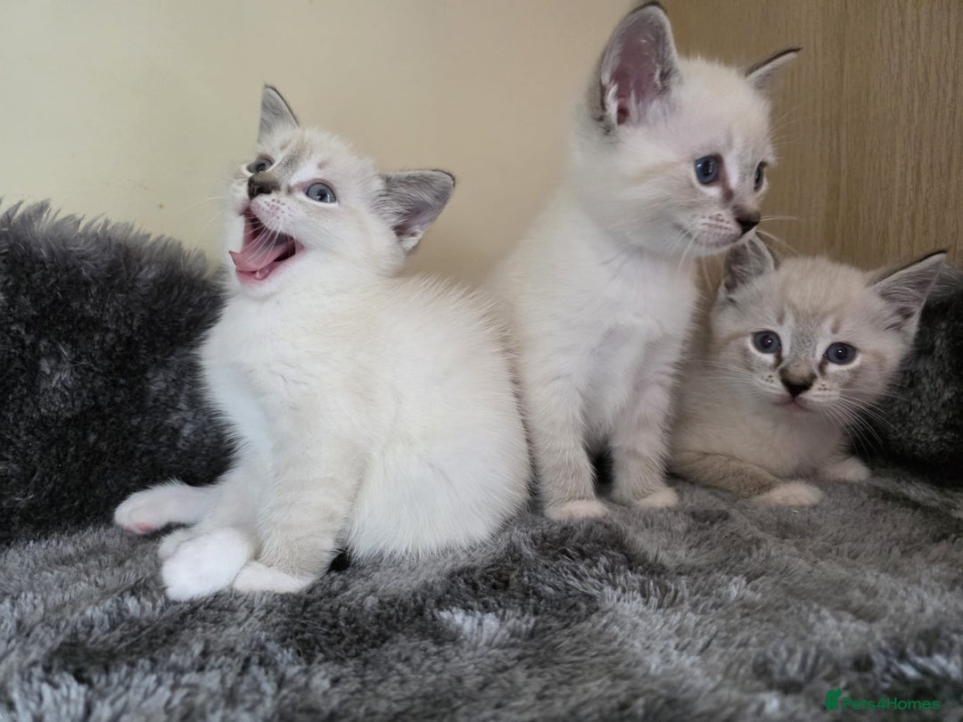 Ragdoll cats for sale: Ragdoll Cross kittens  - Image 21