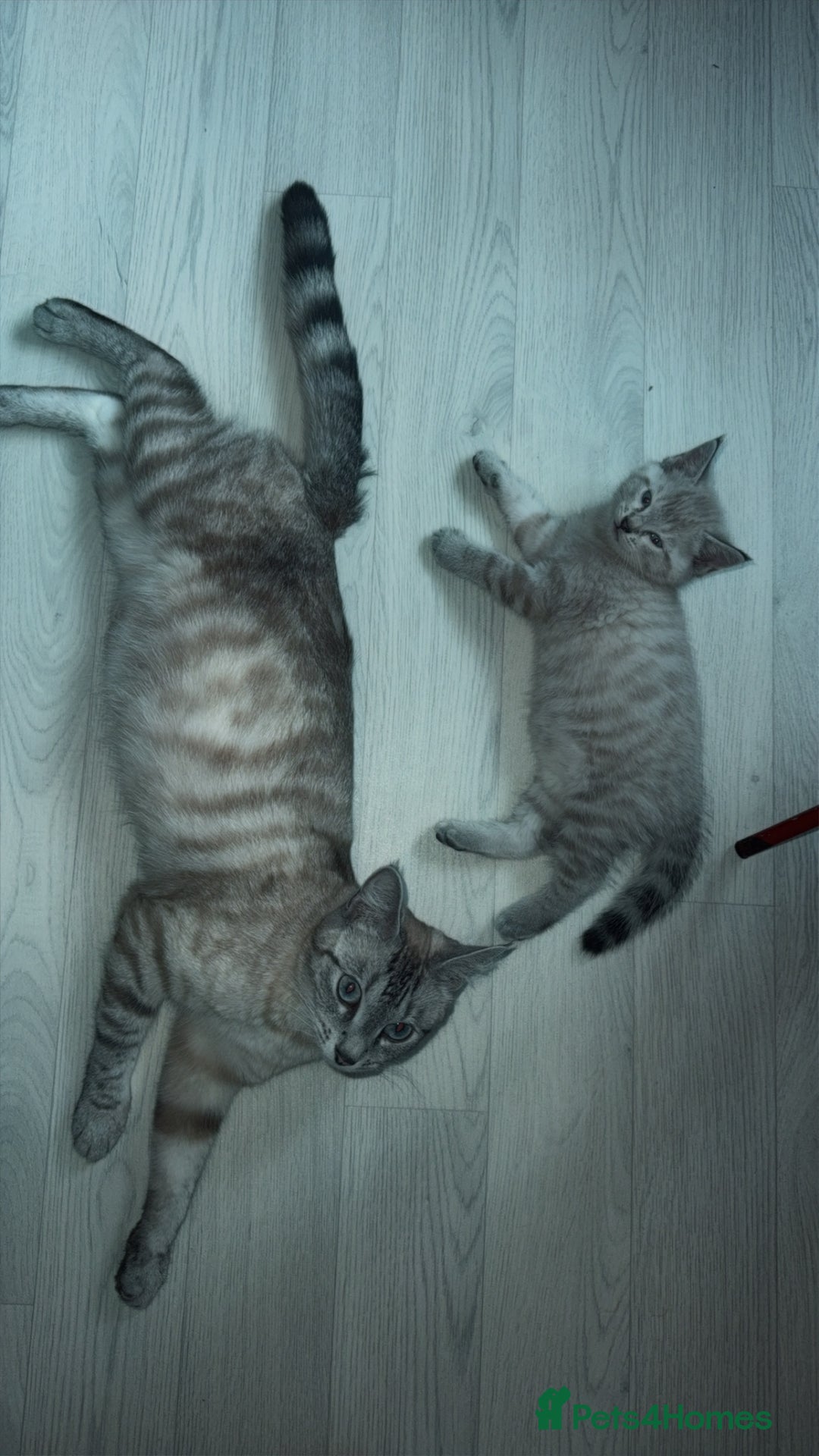 Mixed Breed cats for sale: Male kitten - Image 4