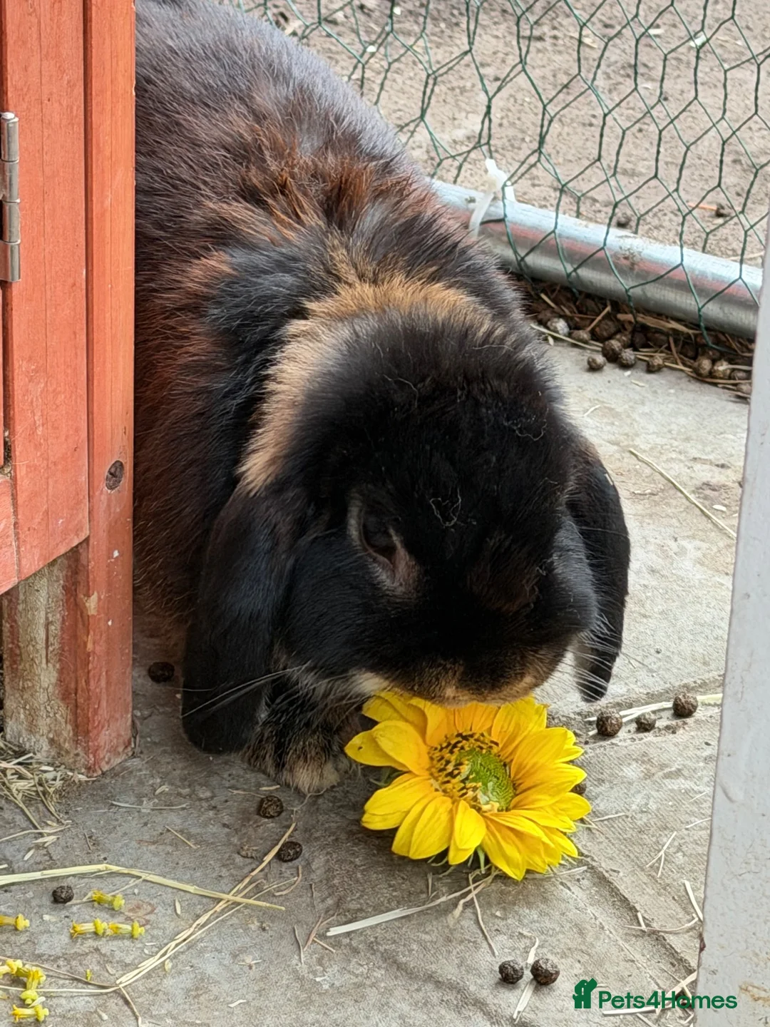 Mini Lop rabbits for sale: x3 Mini lop bunnies  - Advert 6