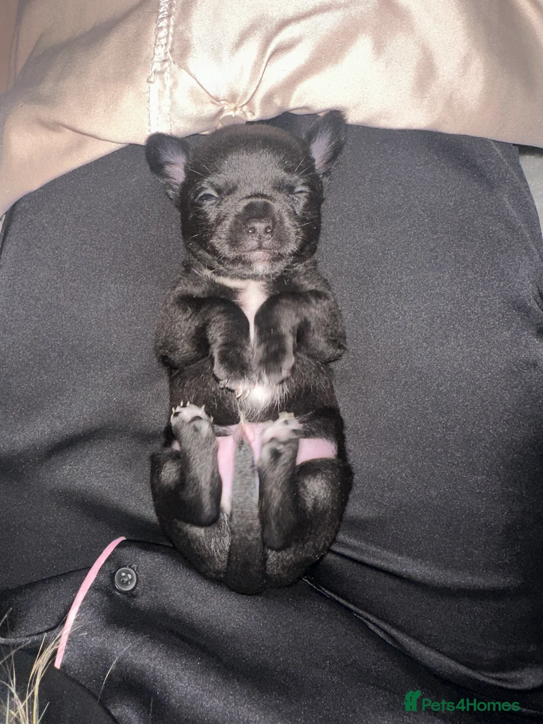 Chihuahua dogs for sale: Black chihuahua boy  - Advert 9