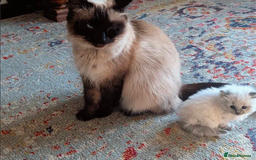 Ragdoll cats for sale: Ragdoll - home reared kittens - Image 8