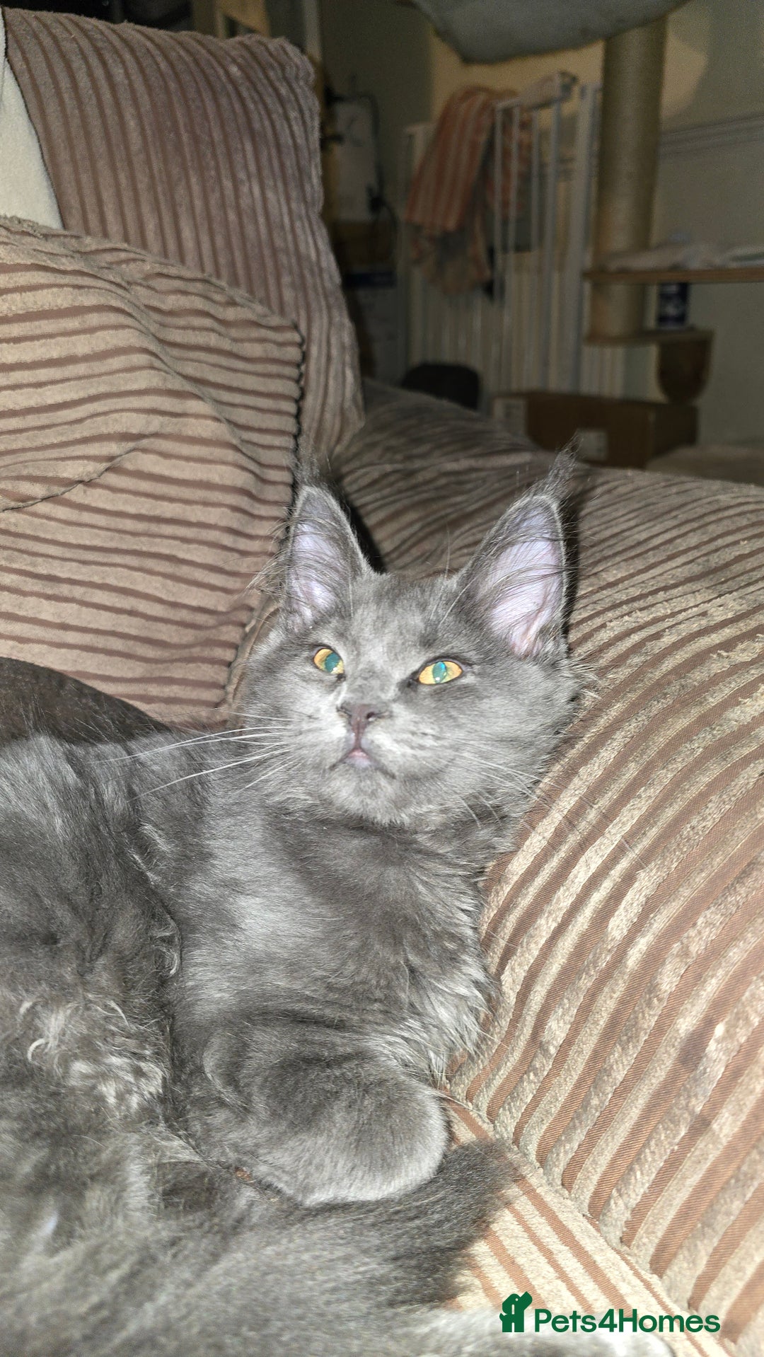 Maine Coon cats for sale: 5 beautiful maine coon ready to go - Advert 22