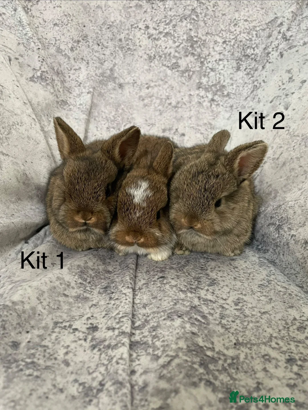 Mixed Breed rabbits for sale: Netherland Dwarf / Mini Lop rabbits in Stonehaven - Advert 2