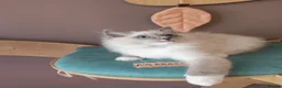 Ragdoll cats for sale: BEAUTIFUL RAGDOLLS KITTENS GCCF REGISTERED  - Advert 6