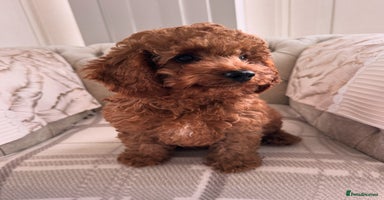 Cavapoo dogs - Advert 3