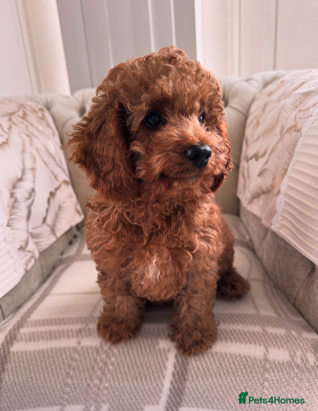 Cavapoo dogs for sale: Cavapoo boy 5 star licensed breeder - Image 2