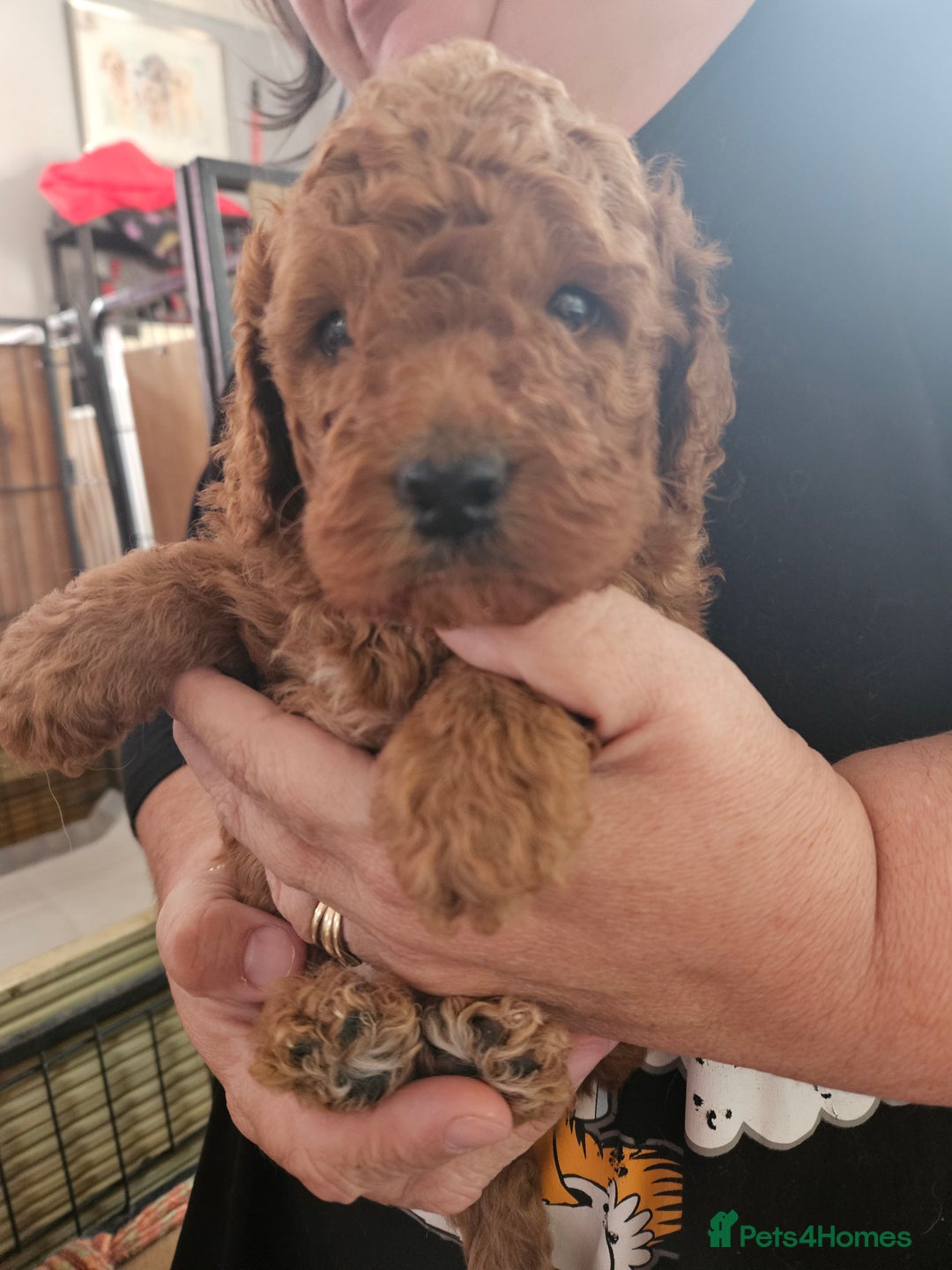 Goldendoodle dogs for sale: FANTASTIC FOUR YORKSHIRE LADS  - Image 14