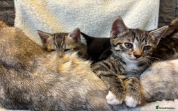 Scottish Fold cats for sale: Adorable Scottish Straight Kittens 💞 - Image 10