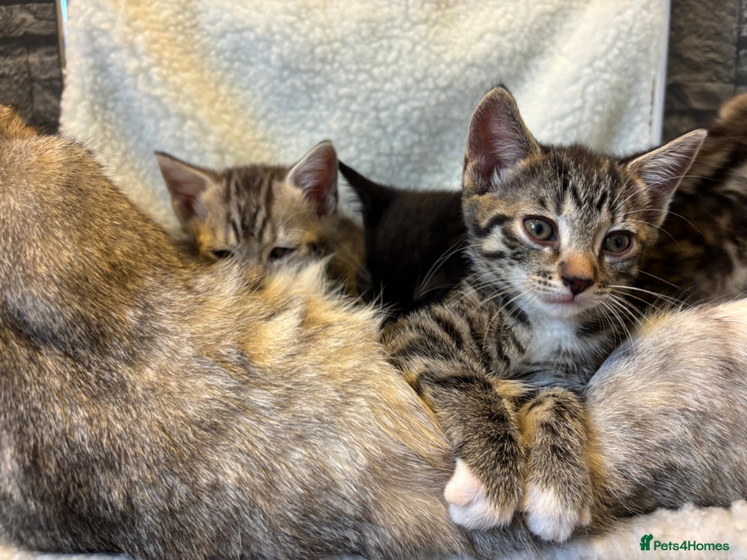 Scottish Fold cats for sale: Adorable Scottish Straight Kittens 💞 - Image 10