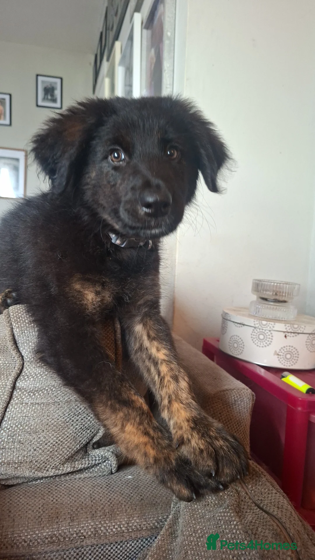 Golden Shepherd dogs for sale: Last male golden sherperd - Advert 1