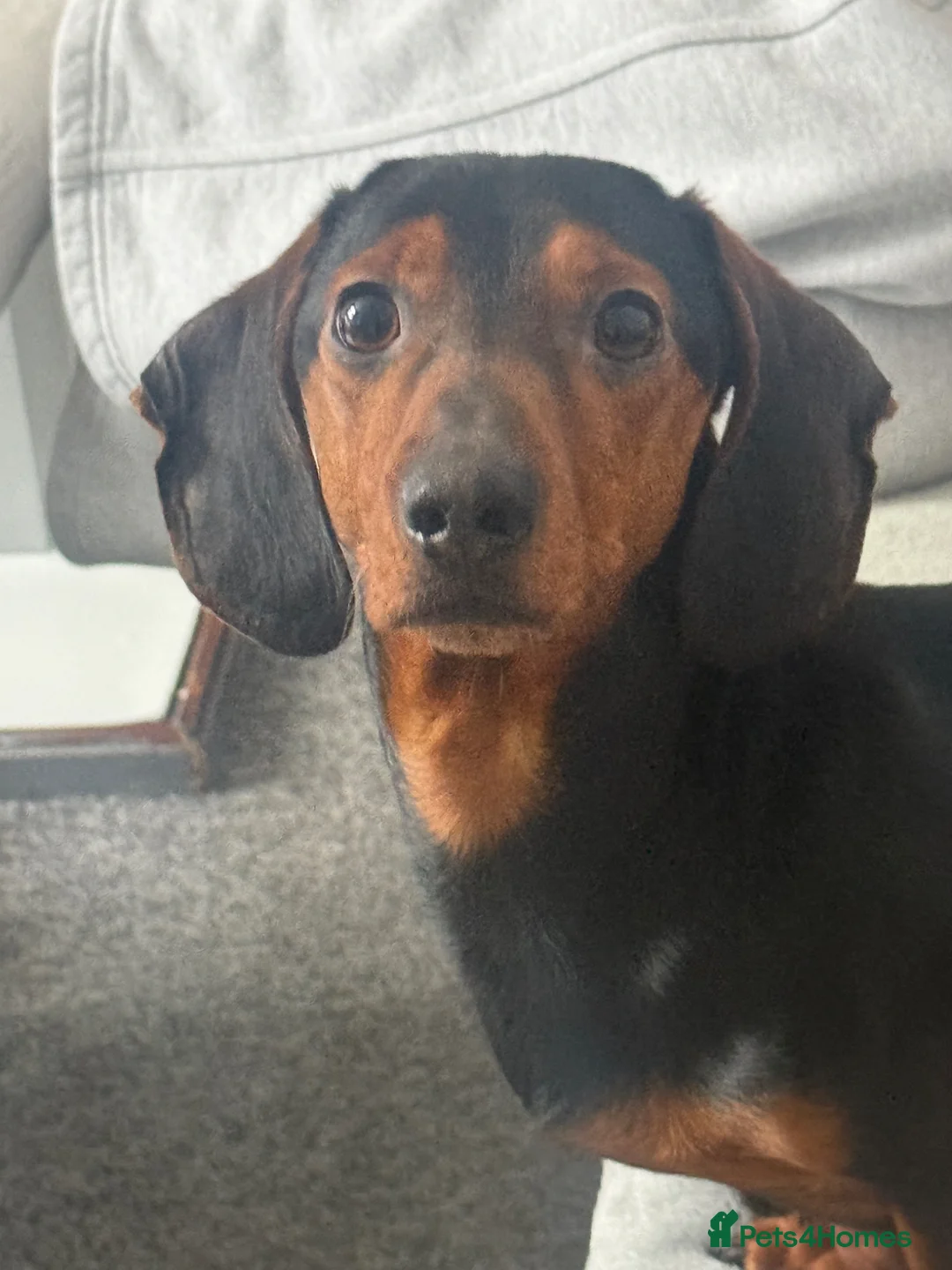 Dachshund dogs for sale: Dexter Male dachshund - almost 2 years old in Birkenhead - Advert 2