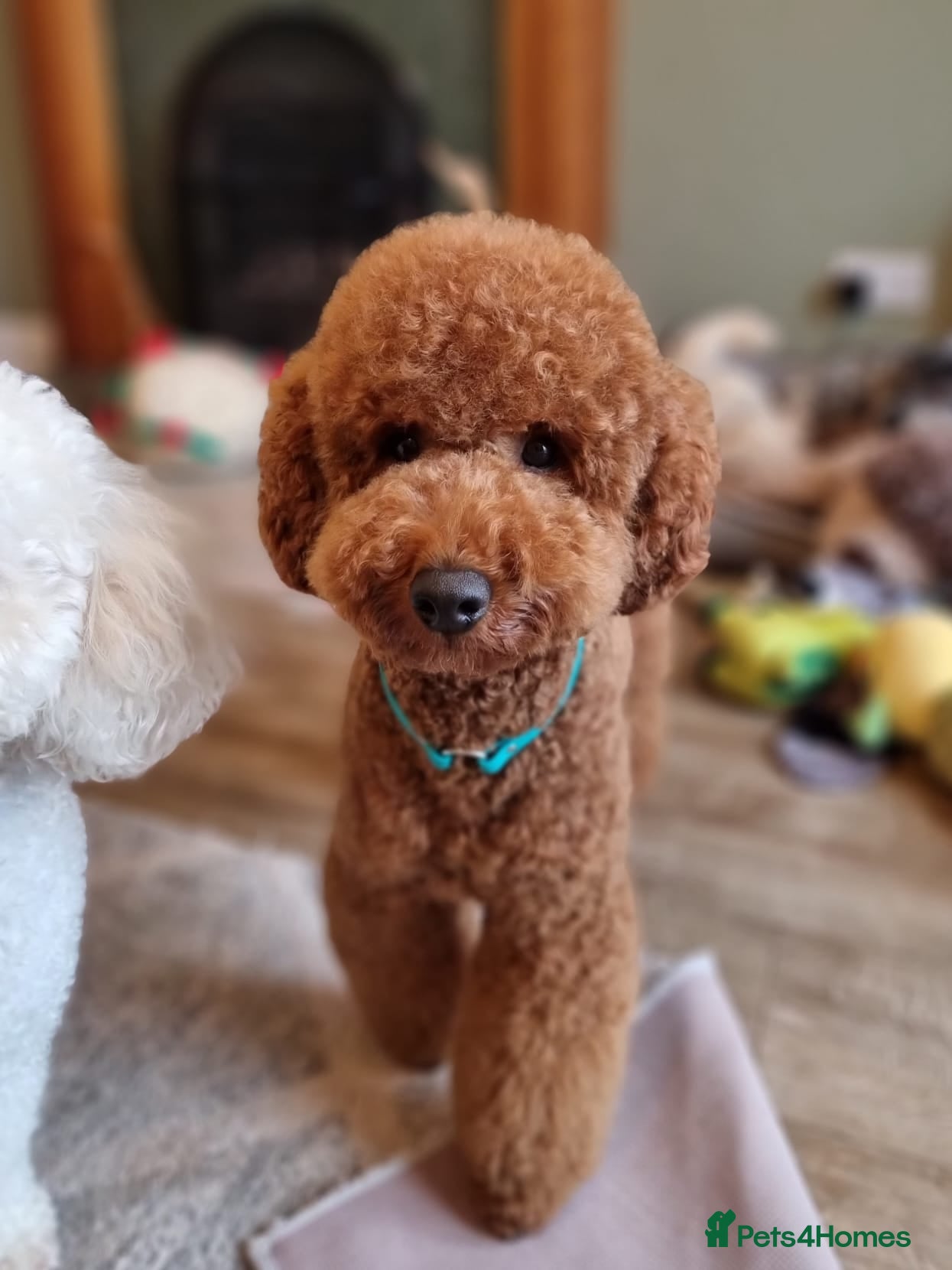 Miniature Poodle dogs Miniature poodle in Shepton Mallet - Advert 7