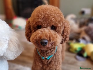 Miniature Poodle dogs in Shepton Mallet - Advert 11