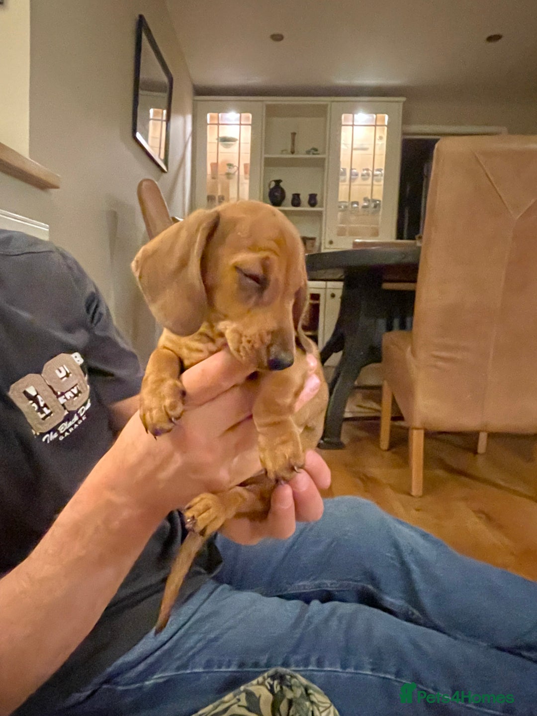 Miniature Dachshund dogs for sale: 🌭 Little Sausages Looking for Big Love! ❤️🐾 - Image 13
