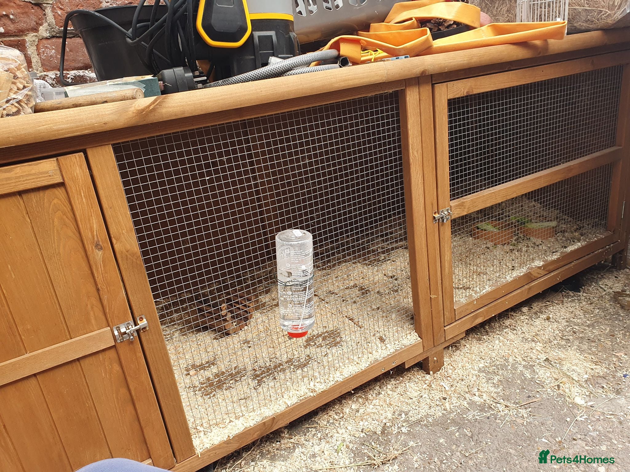 Guinea Pig rodents 2 male gunnipigs  - Advert 2