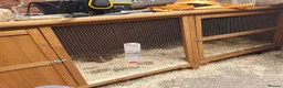 Guinea Pig rodents for sale: 2 male gunnipigs  in Skegness - Advert 1