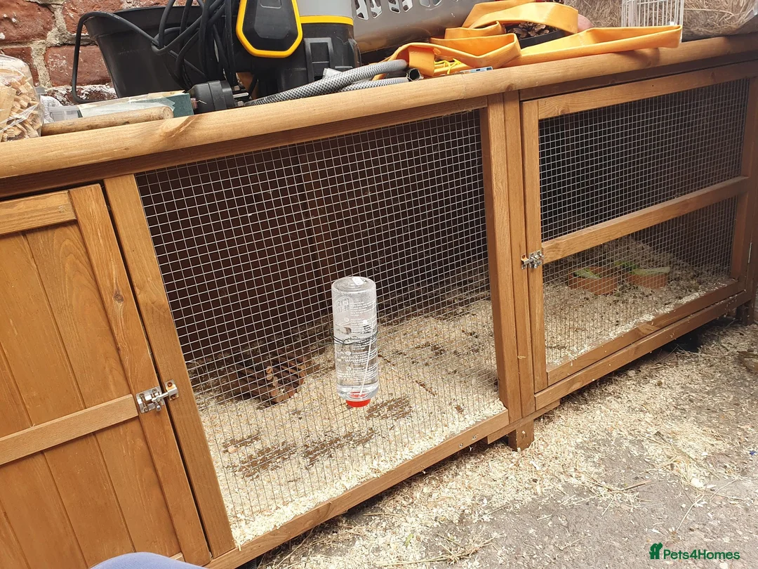 Guinea Pig rodents for sale: 2 male gunnipigs  in Skegness - Advert 1