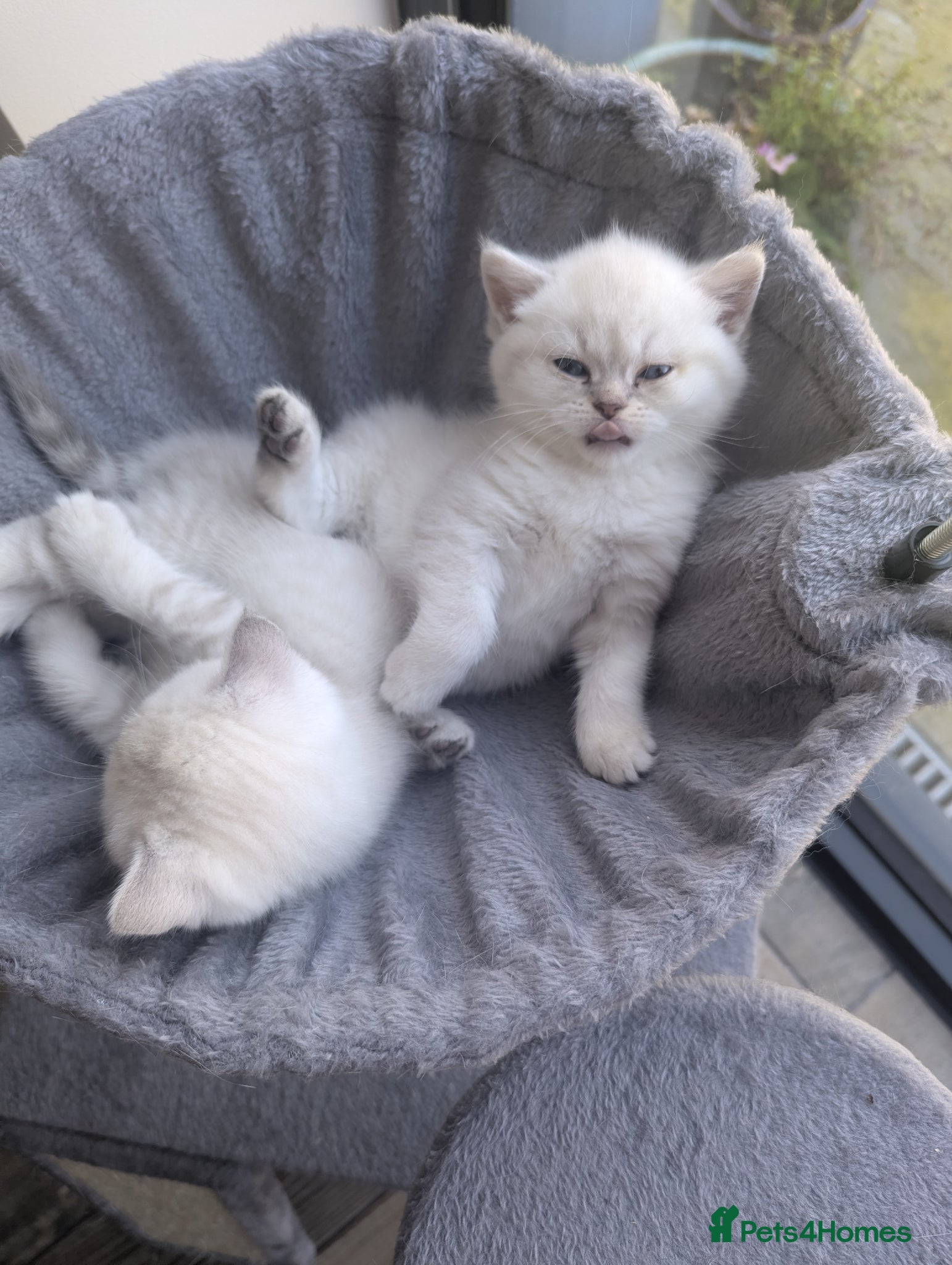 British Shorthair cats Beautiful British shorthair kittens - Advert 1