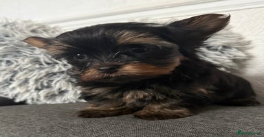 Yorkshire Terrier dogs - Advert 12