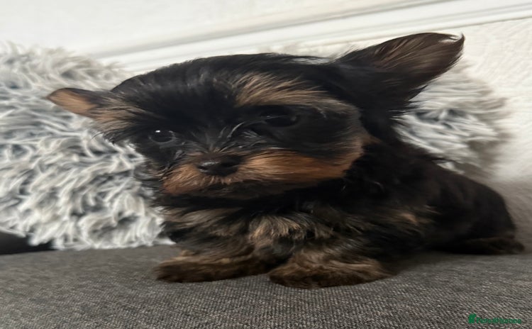 Yorkshire Terrier dogs - Advert 3