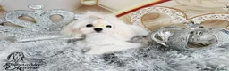 Maltese dogs for sale: Emperatrice Maltese-Korean Line Show Maltese KC Re - Advert 8