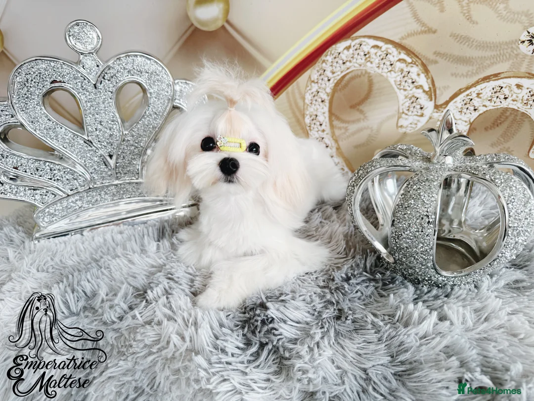 Maltese dogs for sale: Emperatrice Maltese-Korean Line Show Maltese KC Re - Advert 8