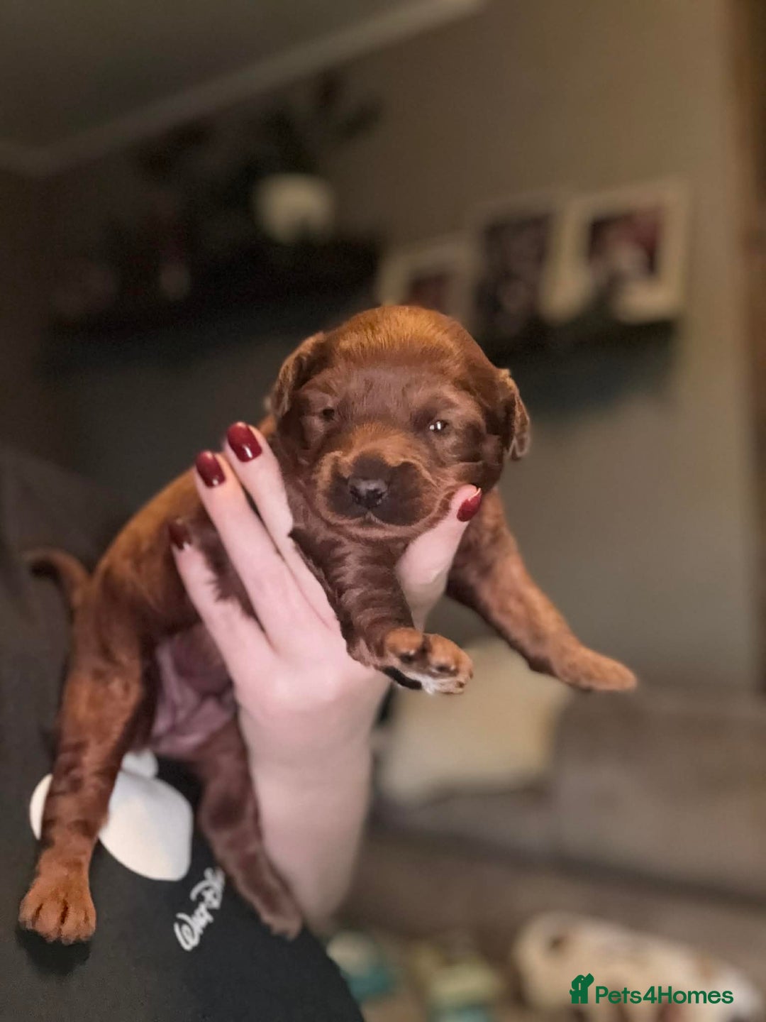 Cavapoo dogs for sale: Beautiful f1 Cavapoo puppies  - Advert 1