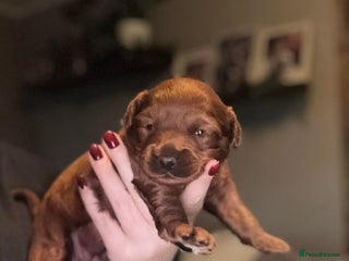 Cavapoo dogs Beautiful f1b Cavapoo puppies - Advert 10