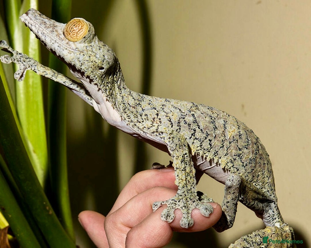 Gecko reptiles for sale: Giant Leaf Tail Gecko Pair - Image 2