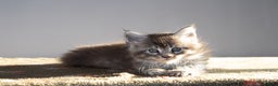 Maine Coon cats for sale: Gorgeous TICA-Registered Maine Coon Kittens! - Advert 8