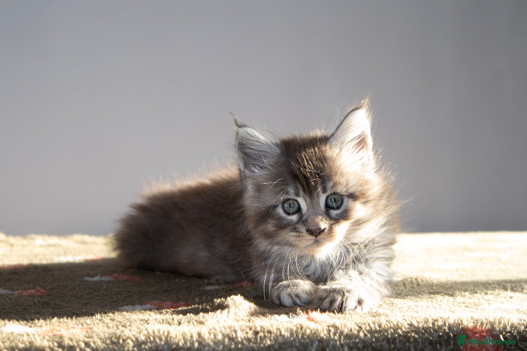 Maine Coon cats for sale: Gorgeous TICA-Registered Maine Coon Kittens! - Advert 8