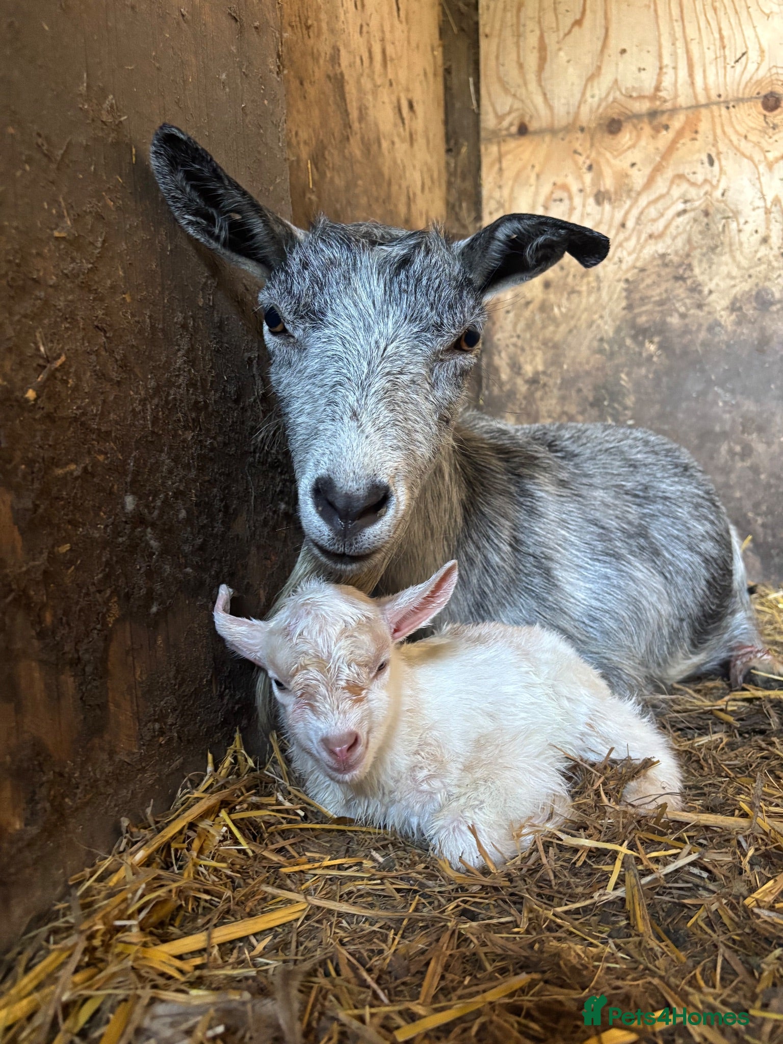 Goats livestock Pedigree pigmy kid  - Advert 2