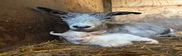 Goats livestock for sale: Pedigree pigmy kid  - Advert 2