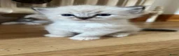 Ragdoll cats for sale: Stunning ragdoll kittens - Advert 28