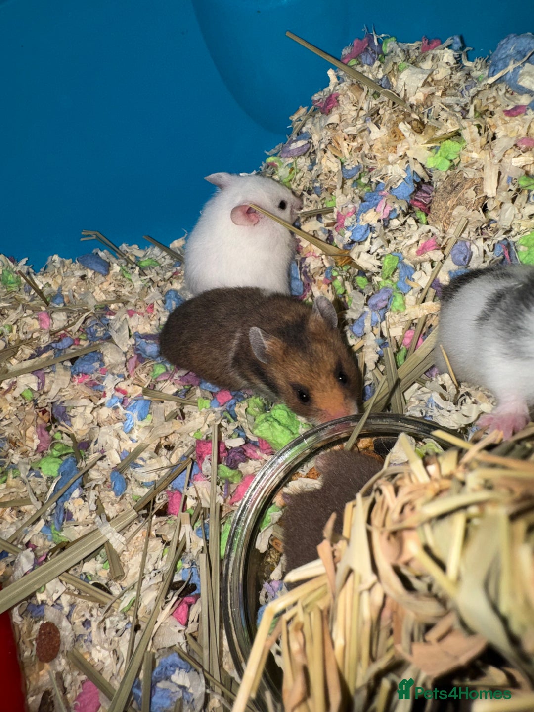 Hamster rodents for sale: Baby hamsters  - Advert 11