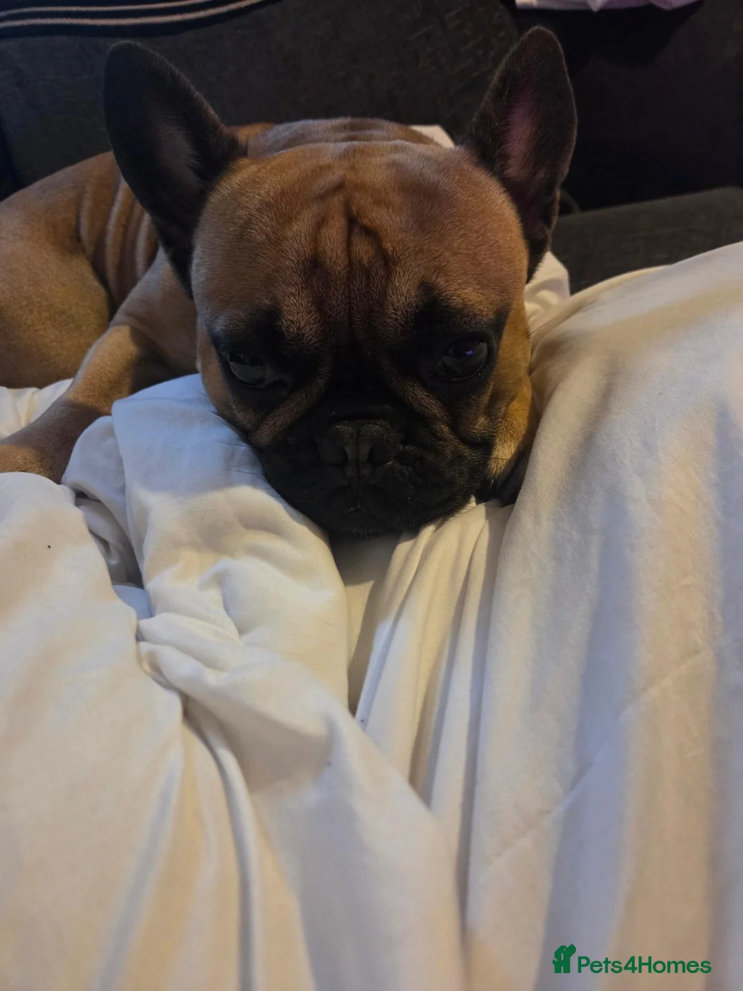 French Bulldog dogs for sale: 3 year old French bulldog  in Eastbourne - Advert 4