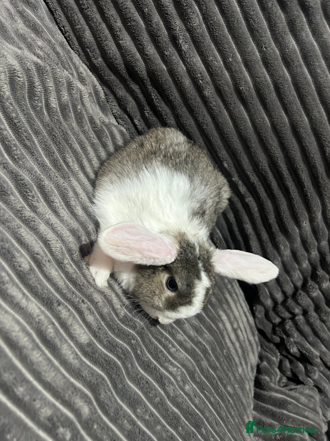 Mini Lion Lop rabbits for sale: Mini lion lop  - Advert 6