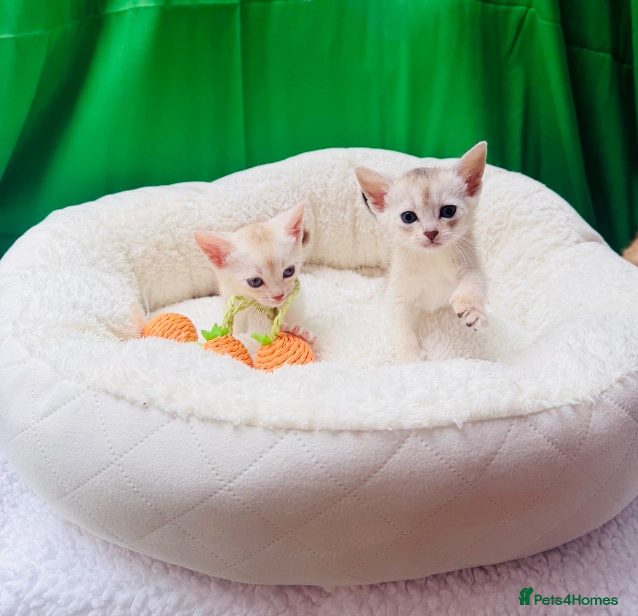 Abyssinian cats 🌟 CHAMPION LINES SILVER BLACK & SILVER CINNAMON  - Advert 1